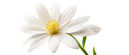 white lily,white flower,delicate white flower,white cosmos,flowers png,zephyranthes,wood daisy background,white blossom,flower background,white daisies,white floral background,flower wallpaper,white petals,wood anemone,marguerite daisy,daisy flower,oxeye daisy,easter lilies,shasta daisy,flower illustrative,Art,Classical Oil Painting,Classical Oil Painting 27