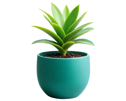 potted plant,potted palm,hostplant,green plant,pineapple plant,pot plant,houseplant,plant pot,dracena,dark green plant,aloe,growth icon,dracaena,money plant,container plant,rank plant,potted tree,small plant,succulent plant,resprout,Conceptual Art,Fantasy,Fantasy 32