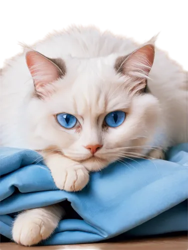 blue eyes cat,cat with blue eyes,cat on a blue background,blue pillow,white cat,himalayan persian,cute cat,birman,ragdoll,blue eyes,cat image,bluesier,bleustein,cat resting,blue and white,breed cat,snowbell,siberian cat,garrison,cotton cloth,Illustration,Realistic Fantasy,Realistic Fantasy 12