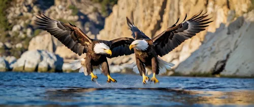 african fishing eagle,sea eagle,steller's sea eagle,white-tailed eagle,white tailed eagle,bald eagle,american bald eagle,fish eagle,bald eagles,giant sea eagle,of prey eagle,sea head eagle,golden eagl