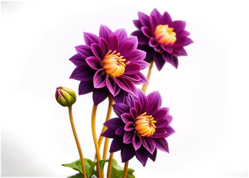 purple chrysanthemum,anemone purple floral,violet chrysanthemum,purple dahlias,african daisy,flowers png,purple daisy,purple anemone,purple flowers,dahlia purple,purple dahlia,purple flower,anemone japonica,south african daisy,violet flowers,flower purple,chrysanthemum background,flower background,anemones,flower illustrative,Conceptual Art,Oil color,Oil Color 21