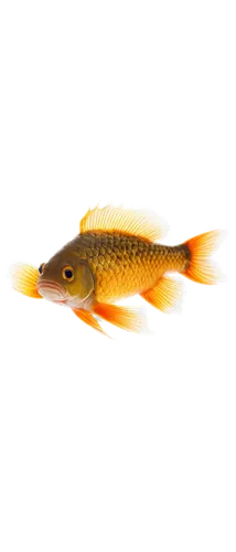 rasbora,common carp,fjord trout,mosquitofish,killifish,fish gold,dartfish,arowana,redfish,etheostoma,muskellunge,swordtail,pike,forest fish,freshwater fish,koi fish,oreochromis,gudgeon,yellow fish,stickleback,Illustration,American Style,American Style 06