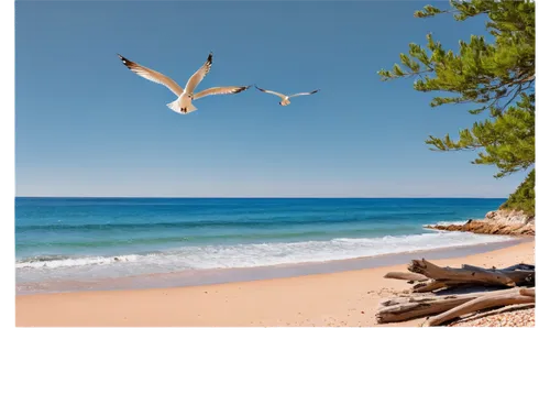 indiana dunes state park,oscoda,beach landscape,background view nature,ludington,nature background,beach background,summer background,beautiful beach,beach scenery,munising,ocean background,beautiful beaches,white sandy beach,fairy tern,seagrove,sea birds,flying sea gulls,landscape background,leelanau,Photography,Fashion Photography,Fashion Photography 06