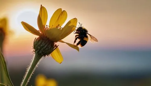 flower in sunset,bee,pollinator,pollino,pollinating,bees pasture,pollinators,pollination,wild bee,bee pasture,neonicotinoids,western honey bee,pollinate,bienen,bumblebee fly,bumblebees,hommel,collecting nectar,honeybees,bee in the approach,Photography,General,Cinematic