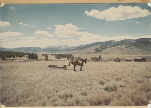 old wagon train,vintage horse,salt meadow landscape,bull moose at gros ventre,bannack camping tipi,elk reposing on lateral moraine,american frontier,lubitel 2,bannack international truck,split-rail fence,alpine meadows,mountain meadow hay,agfa isolette,pasture fence,horse trailer,vintage photo,bannack,wild west hotel,wyoming,western,Photography,Documentary Photography,Documentary Photography 03