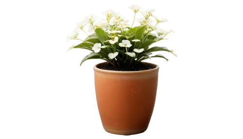 terracotta flower pot,potted plant,flowerpot,flower vase,night-blooming jasmine,plant pot,flower pot,golden candle plant,container plant,lantern plant,muguet,copper vase,saxifraga,miracle lamp,potted flowers,hostplant,lily of the desert,arabian jasmine,saxifrage,small plant,Illustration,Abstract Fantasy,Abstract Fantasy 11