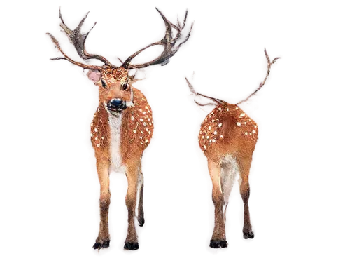 male deer,spotted deer,whitetails,red-necked buck,dotted deer,deers,european deer,fawns,deer,glowing antlers,whitetail,x axis deer elk,antlered,pair of ungulates,gold deer,winter deer,deer illustration,white-tailed deer,moschus,venado,Conceptual Art,Sci-Fi,Sci-Fi 14