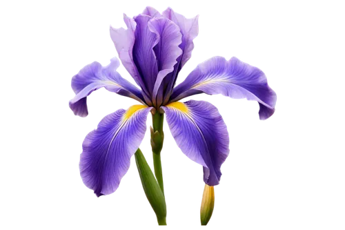 Iris flower, purple petals, yellow center, delicate shape, soft focus, macro shot, shallow depth of field, warm natural light, 3/4 composition, vibrant color tone, gentle blur background, realistic te