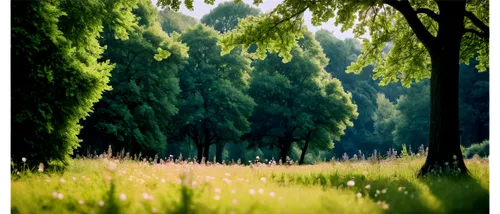 green forest,green meadow,nature background,forest background,meadow and forest,green landscape,background view nature,green trees,bamboo forest,forest landscape,landscape background,poplars,verdant,tilt shift,tree grove,lensbaby,chestnut forest,forest glade,green wallpaper,meadow landscape,Photography,Black and white photography,Black and White Photography 15