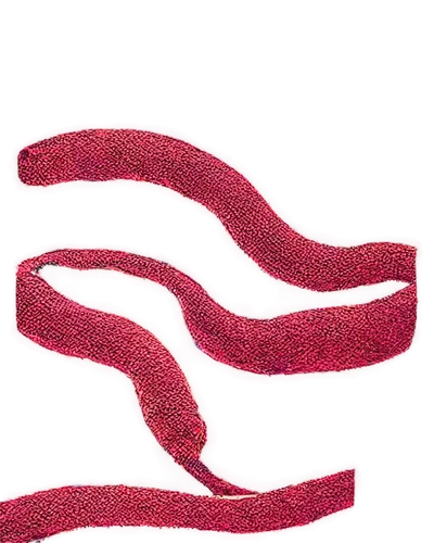 Worm infestation, microscopic view, thread-like worms, brownish-red color, slimy texture, irregular shape, coiled body, magnified image, high-contrast lighting, shallow depth of field, dark background