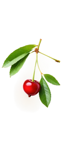 Small cherries, red fruit, glossy surface, green leaves, stem attached, juicy pulp, sweet aroma, macro photography, shallow depth of field, soft natural light, warm color tone, 3/4 composition, close-