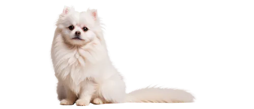 white cat,british longhair cat,colotti,cats angora,birman,angora,samoyedic,himalayan persian,snowbell,maincoon,atka,ermine,white dog,white fox,ragdoll,suara,transparent background,siberian cat,cat image,breed cat,Illustration,Black and White,Black and White 01