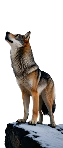 tamaskan dog,vulpes vulpes,canidae,european wolf,canis lupus tundrarum,saarloos wolfdog,howling wolf,canis lupus,new guinea singing dog,czechoslovakian wolfdog,wolfdog,welsh sheepdog,icelandic sheepdog,northern inuit dog,patagonian fox,formosan mountain dog,tervuren,tundra,greenland dog,west siberian laika,Art,Artistic Painting,Artistic Painting 24