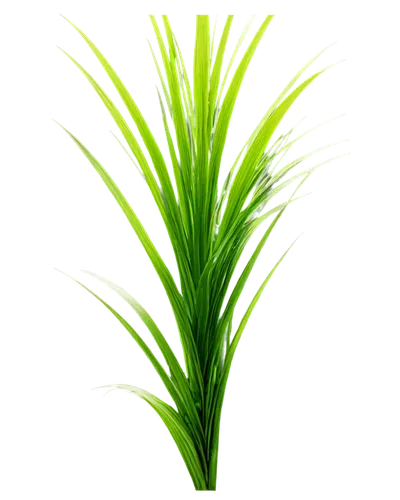 Wild nutgrass, green blades, dense foliage, earthy tones, natural texture, sunlight filtering through leaves, morning dew, 3/4 composition, shallow depth of field, warm color tone, cinematic lighting.