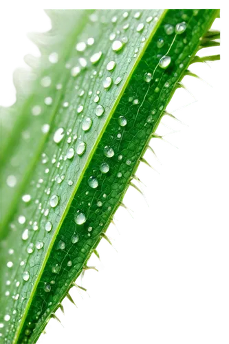 Small lawn mites, multiple, scattered on grass, green blades, tiny legs, transparent wings, shiny exoskeletons, morning dew, soft natural light, macro photography, extreme close-up, detailed textures,