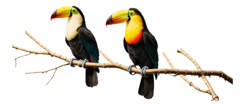 couple macaw,pteroglossus aracari,pteroglosus aracari,toucans,parrot couple,macaws of south america,macaws,ramphastos,passerine parrots,swainson tucan,keel billed toucan,keel-billed toucan,golden parakeets,chestnut-billed toucan,tropical birds,brown back-toucan,yellow-green parrots,parrots,macaws blue gold,toco toucan,Illustration,Realistic Fantasy,Realistic Fantasy 08