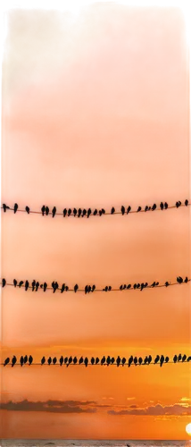 birds on a wire,flock of birds,bird migration,migratory birds,starlings,shorebirds,mumuration,birds in flight,migrating,grackles,migration,flock,group of birds,birds on branch,shorebirds resting,birds flying,birds,the birds,birds on a branch,flock home,Illustration,Realistic Fantasy,Realistic Fantasy 19