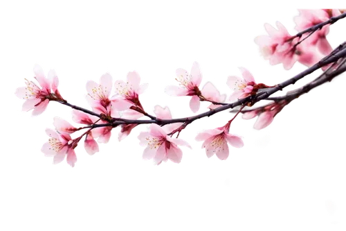 cherry blossom branch,sakura branch,japanese sakura background,sakura flower,sakura tree,sakura blossoms,japanese floral background,cherry branches,plum blossoms,sakura blossom,sakura background,sakura flowers,japanese cherry blossom,plum blossom,sakura cherry tree,ornamental cherry,japanese cherry,cherry blossom tree,apricot blossom,japanese cherry blossoms,Illustration,Black and White,Black and White 28