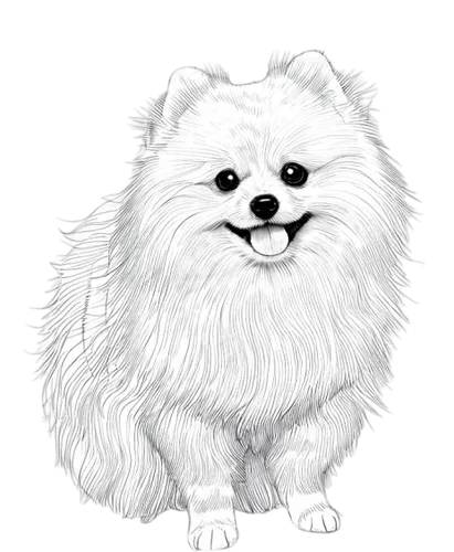 pomeranian,german spitz klein,german spitz mittel,german spitz,pekingese,finnish lapphund,dog drawing,samoyed,dog illustration,shih tzu,japanese chin,swedish lapphund,japanese spitz,american eskimo dog,fluff,lhasa apso,indian spitz,canadian eskimo dog,maltese,dog line art