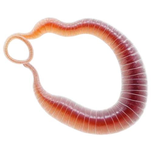 parasite,noorderleech,elegans,malacosoma americanum,worm,nematode,pellworm,kinosternidae,larval,krill,ringed-worm,flatworm,anago,mealworm,tadorna ferruginea,waxworm,anthocharis,centipede,gekkonidae,tipulidae,Illustration,Black and White,Black and White 10