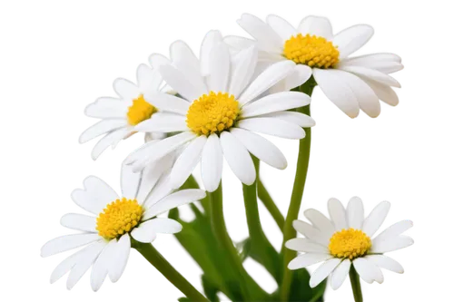 white daisies,leucanthemum,margueritte,shasta daisy,marguerite daisy,wood daisy background,daisy flowers,oxeye daisy,common daisy,pyrethrum,daisies,bellis perennis,flowers png,daisy flower,australian daisies,ox-eye daisy,leucanthemum maximum,camomile flower,white chrysanthemum,the white chrysanthemum,Conceptual Art,Oil color,Oil Color 19