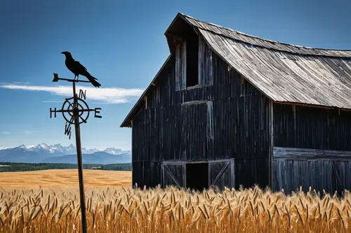 weathervane design,farm background,farm landscape,wind vane,field barn,gable field,farmstead,grain field,straw hut,old barn,rural landscape,wheat crops,barn,red barn,farm hut,wheat fields,bird house,wheat field,straw roofing,country side,Illustration,Black and White,Black and White 32