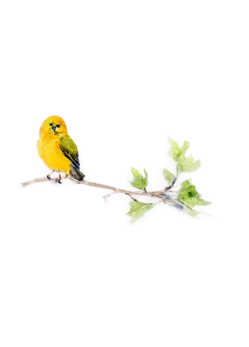 sun parakeet,yellow finch,yellow winter finch,yellow robin,spring bird,flower and bird illustration,japanese white-eye,yellow parakeet,verdin,yellowbird,finch in liquid amber,saffron finch,spring leaf background,yellow light,budgerigar,warbling white-eye,meadowlarks,palm warbler,little wattle-bird,lemon background,Illustration,American Style,American Style 01