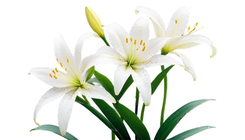 easter lilies,star of bethlehem,garden star of bethlehem,lilies of the valley,madonna lily,white lily,jonquils,flowers png,tulip background,lily of the valley,zephyranthes,flower background,flower wallpaper,lily of the field,lilly of the valley,white tulips,tulip white,white flower,lilies,doves lily of the valley,Illustration,Vector,Vector 09