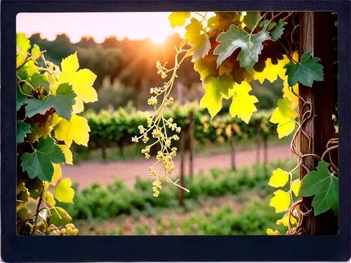 grape vines,grapevines,grape vine,wine grapes,vineyard,flowering vines,vineyard grapes,viognier grapes,vineyards,white grapes,viticulture,passion vines,vines,vignes,viniculture,grape plantation,chardonnay,wine grape,sauternes,vitis,Photography,Documentary Photography,Documentary Photography 03