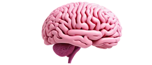 brain icon,amygdala,cerebrum,human brain,brain,neocortex,neuralgia,cortical,neocortical,thalamic,neurobiological,brainlab,brain structure,parietal,neurocranium,midbrain,neurogenesis,neurodegenerative,gyrus,neuroplasticity,Illustration,American Style,American Style 14