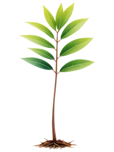 resprout,palm tree vector,growth icon,flourishing tree,norfolk island pine,seedling,potted palm,sapling,small tree,gymnosperm,pokok,spring leaf background,rank plant,palmtree,hostplant,potted tree,sunroot,easter palm,palm leaf,leaf background,Art,Artistic Painting,Artistic Painting 21