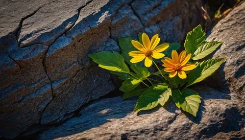 small sun flower,flower in sunset,mountain flower,mountain flowers,asteraceae,alpine flower,gold flower,two-tone flower,climbing flower,arnica montana,alpine flowers,cinquefoil,stone lotus,rudbeckia,pyronemataceae,fallen flower,wood flower,arnica,greater celandine,yellow flower,Photography,General,Fantasy