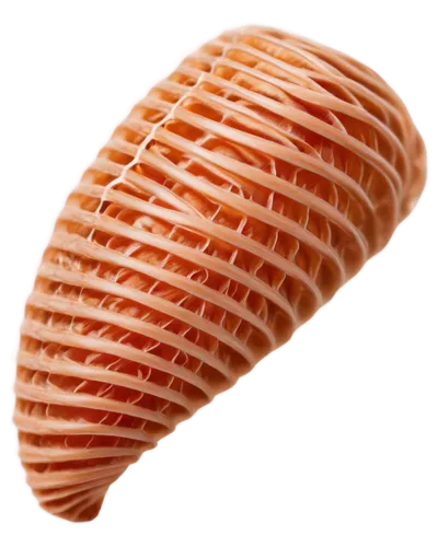 spiny sea shell,calliostoma,sea shell,snail shell,teleoconch,odostomia,pilgrim shell,clam shell,fasciola,protoconch,cockle,fibrocartilage,marginella,isopod,blue sea shell pattern,seashell,brachiopod,shelled gastropod,operculum,corn cockle,Illustration,Vector,Vector 08