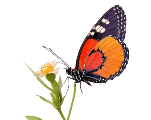 viceroy (butterfly),euphydryas,coenonympha tullia,butterfly background,orange butterfly,butterfly vector,vanessa atalanta,butterfly on a flower,polygonia,coenonympha,hesperia (butterfly),lycaena phlaeas,butterfly clip art,melitaea,butterfly isolated,scotch argus,vanessa (butterfly),lycaena,isolated butterfly,heliconius hecale,Illustration,Paper based,Paper Based 08