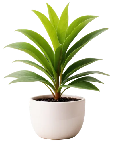 potted palm,dracaena,potted plant,dracena,hostplant,houseplant,green plant,macrozamia,zamia,money plant,pot plant,pineapple plant,aloe vera leaf,calathea,growth icon,aspidistra,dark green plant,indoor plant,fern plant,gymnosperm,Photography,Documentary Photography,Documentary Photography 17