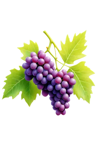 purple grapes,grapes,wine grapes,blue grapes,wine grape,winegrape,red grapes,fresh grapes,table grapes,grape vine,grapevines,bright grape,bunch of grapes,vineyard grapes,green grape,green grapes,unripe grapes,grape,white grapes,black currant,Illustration,Japanese style,Japanese Style 21