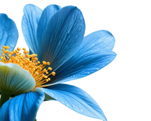 blue chrysanthemum,blue flower,blue petals,flowers png,anemone blanda,blue flowers,blue anemone,himilayan blue poppy,blue daisies,blue anemones,flower background,flower illustrative,blue background,stamens,blue rose,trollius download,cornflower,windflower,dayflower,chrysanthemum background,Conceptual Art,Fantasy,Fantasy 13