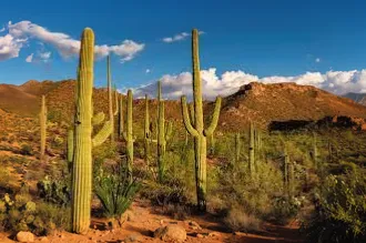 organ pipe cactus,dutchman's-pipe cactus,sonoran desert,organ pipe,saguaro,sonoran,arizona,desert desert landscape,arizona-sonora desert museum,southwestern united states food,cacti,large-flowered cac