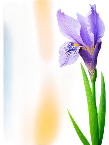 flowers png,irises,purple irises,algerian iris,wild iris,flower background,saffron crocus,iris japonica,flower illustrative,spiderwort,lisianthus,purple crocus,iris,crocus,blue flower,purple flower,lavender flower,crown chakra flower,blue violet,spring crocus,Conceptual Art,Daily,Daily 22