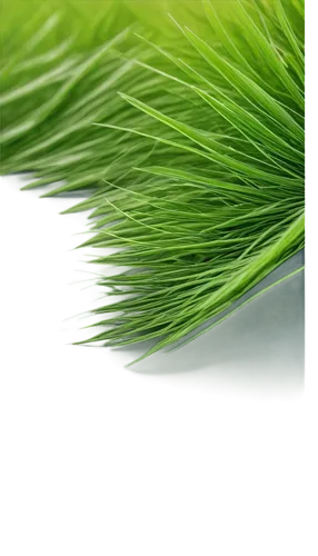 wheat grass,wheatgrass,wheat germ grass,artificial grass,pine needle,grass grasses,quail grass,grass fronds,grass,block of grass,halm of grass,feather bristle grass,green grain,grass blades,artificial turf,sweet grass plant,fir green,pine needles,cleanup,long grass,Illustration,Realistic Fantasy,Realistic Fantasy 11