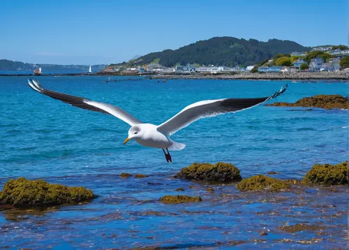 Write a funny story about a mischievous kelp gull that causes chaos in a seaside town.,seagull in flight,kelp gull in flight,flying sea gulls,seagull flying,flying tern,sea-gull,bay of islands,tern fl