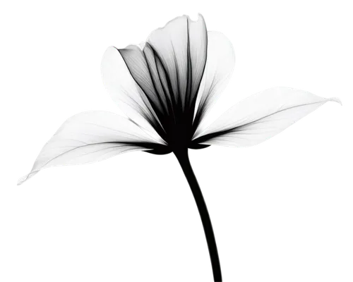 minimalist flowers,flowers png,white lily,windflower,calystegia sepium,sego lily,white cosmos,lilium candidum,hymenocallis,guernsey lily,white trumpet lily,retro flower silhouette,single flower,lily flower,flower illustration,madonna lily,white flower,ikebana,salt flower,fiore,Conceptual Art,Daily,Daily 24