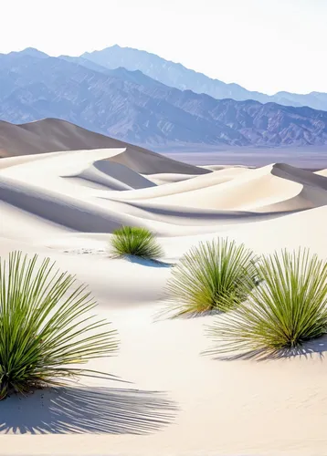 desert plants,desert desert landscape,desert landscape,desert plant,desert background,crescent dunes,capture desert,landscapre desert safari,arid landscape,san dunes,the desert,mojave desert,argentina desert,flowerful desert,dune landscape,desertification,white sands dunes,desert,desert palm,white sands national monument,Illustration,Realistic Fantasy,Realistic Fantasy 23