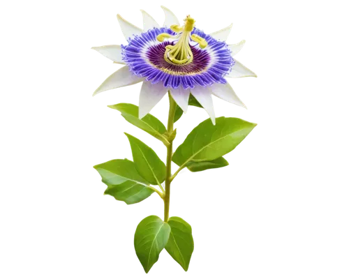 flowers png,crown chakra flower,passion flower with bud,magic star flower,passion fruit flower,african daisy,passionflower,rocket flower,passiflora,flower background,blue passion flower,common passion flower,flower illustrative,flower wallpaper,passion flower,passionflower caerulea,starflower,passion flower bloom,big passion fruit flower,south african daisy,Art,Classical Oil Painting,Classical Oil Painting 29