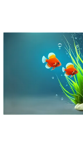 underwater background,ornamental fish,aquatic plant,aquatic herb,aquatic plants,aquiculture,3d background,marine tank,flower background,ocean background,fish tank,playfish,flowers png,fish in water,water flowers,underwater landscape,nature background,background vector,anemone fish,aquarists,Art,Classical Oil Painting,Classical Oil Painting 41