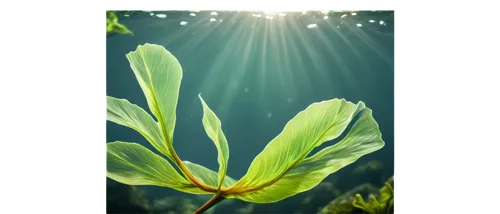 Transparent seaweed, underwater plant, wavy shape, green translucent leaves, delicate tendrils, soft focus, shallow depth of field, warm sunlight filtering through water, gentle ocean current, 3/4 com