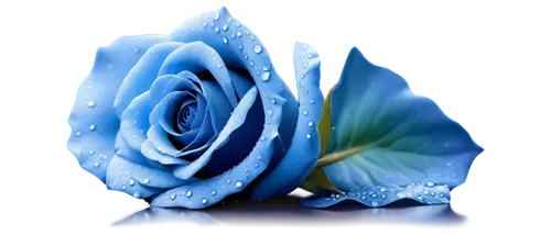 blue rose,blue flower,blue petals,blu flower,blue moon rose,blue butterfly background,blue rose near rail,blue background,frosted rose,blue hydrangea,blue flowers,water rose,blue white,blue and white,raindrop rose,blue chrysanthemum,blume,flower background,flower wallpaper,blue color,Photography,Documentary Photography,Documentary Photography 38