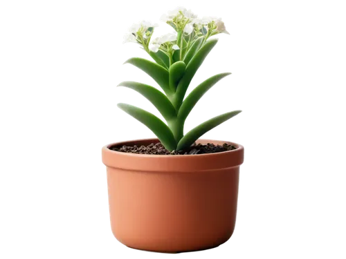 potted plant,small plant,succulent plant,hostplant,plantago,stylidium,torch aloe,green plant,cryptanthus,resprout,phototropism,asparagaceae,darwinia,crassula,brachypodium,pachypodium,potted palm,lily of the desert,container plant,desert plant,Illustration,Japanese style,Japanese Style 16