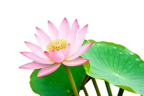 lotus png,pink water lily,lotus ffflower,lotus flowers,lotus flower,water lily flower,sacred lotus,lotus leaf,lotus on pond,lotus blossom,flowers png,lotus plants,flower of water-lily,waterlily,flower background,water lily,pink chrysanthemum,lotus,water lotus,lotus effect,Art,Classical Oil Painting,Classical Oil Painting 33