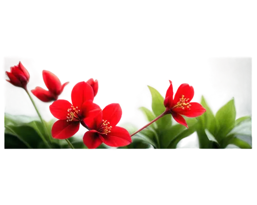 flowers png,flower background,red tulips,red flowers,red magnolia,western red lily,tulipa,impala lily,tulip background,red flower,red blooms,tulipa tarda,red border,epidendrum,red petals,floral background,monocotyledon,firecracker flower,hippeastrum,floral digital background,Art,Classical Oil Painting,Classical Oil Painting 03